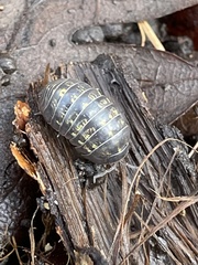 Armadillidium vulgare