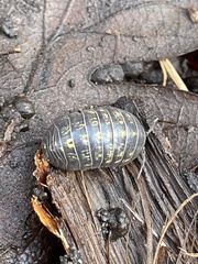 Armadillidium vulgare