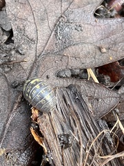 Armadillidium vulgare