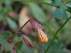 Erythranthe alsinoides