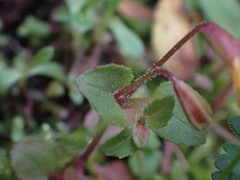 Erythranthe alsinoides