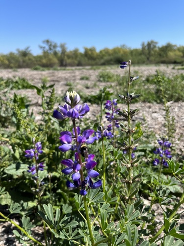 iNaturalist observation photo of arroyo lupine