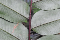 Phanerophlebia