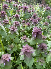 Lamium purpureum