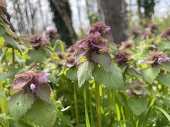 Lamium purpureum