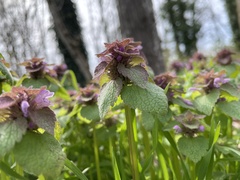 Lamium purpureum