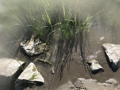 Gnorimosphaeroma oregonense