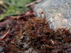 Dicranella varia