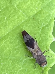 Agrilus discalis