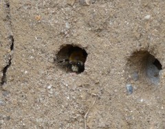 Anthophora