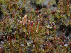 Dicranella varia
