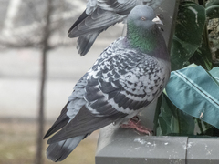 Columba livia domestica