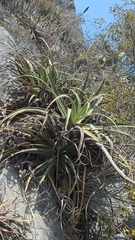 Agave bracteosa