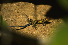 Aspidoscelis lineattissimus