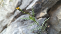 Chrysactinia pinnata