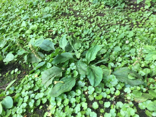 Plantago major observed 2018-05-27