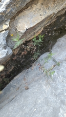 Chrysactinia pinnata