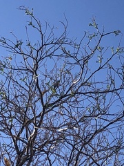 Auriparus flaviceps