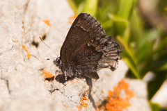 Callophrys polios