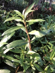 Hygrophila lacustris