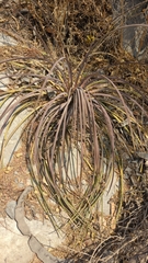 Agave cryptica