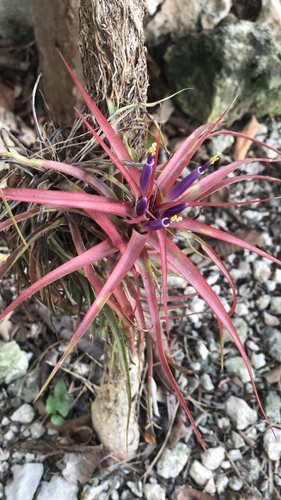 Tillandsia brachycaulos