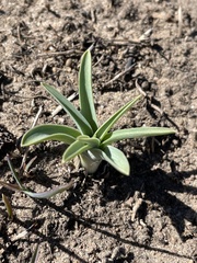 Leucocrinum montanum
