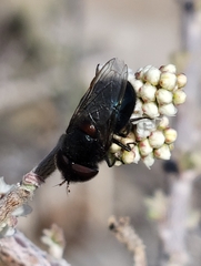 Copestylum comstocki
