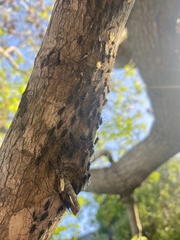 Longistigma liquidambarus