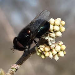 Copestylum comstocki