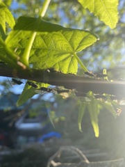 Longistigma liquidambarus