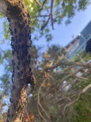 Longistigma liquidambarus