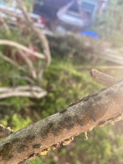 Longistigma liquidambarus