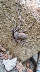Phrynus operculatus