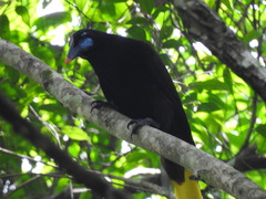 Psarocolius guatimozinus