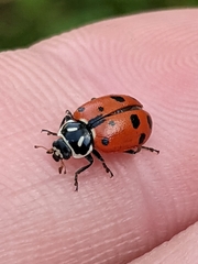 Hippodamia convergens
