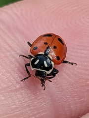 Hippodamia convergens