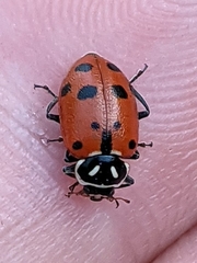 Hippodamia convergens