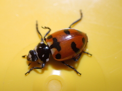 Hippodamia caseyi