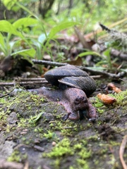 Monadenia infumata