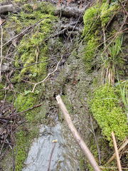 Brachythecium frigidum