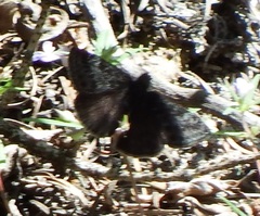 Erynnis icelus