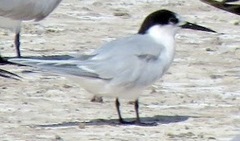 Sterna dougallii