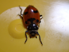 Hippodamia caseyi
