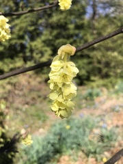 Corylopsis sinensis