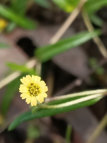 Image of Yellow Twin-Heads (Eclipta platyglossa) by no rights reserved