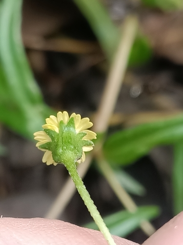 Image of Yellow Twin-Heads (Eclipta platyglossa) by no rights reserved