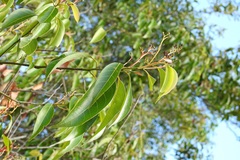 Damburneya salicifolia