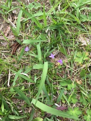 Mazus miquelii