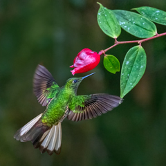 Boissonneaua flavescens